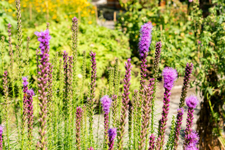 Saint Gallen, Switzerland, July 14, 2024 Liatris Spicata or dense blazing star plant at the botanical gardenの写真素材