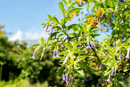 Saint Gallen, Switzerland, July 14, 2024 Lochroma Australe or blue angels trumpet plant at the botanical gardenの写真素材