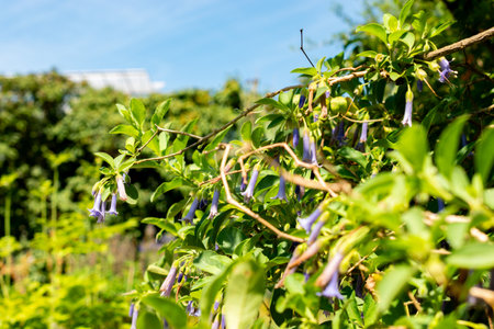 Saint Gallen, Switzerland, July 14, 2024 Lochroma Australe or blue angels trumpet plant at the...