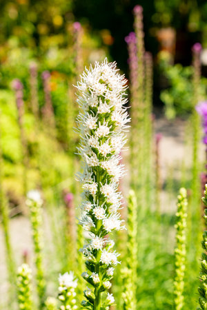 Saint Gallen, Switzerland, July 14, 2024 Liatris Spicata or dense blazing star plant at the...