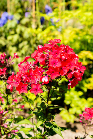 Saint Gallen, Switzerland, July 14, 2024 Phlox Paniculata or perennial phlox starfire plant at the botanical gardenの写真素材