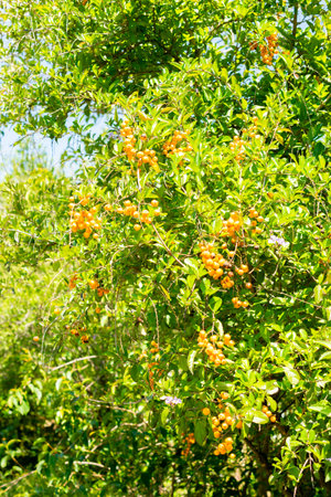 Saint Gallen, Switzerland, July 14, 2024 Duranta Erecta or golden dewdrop plant at the botanical...