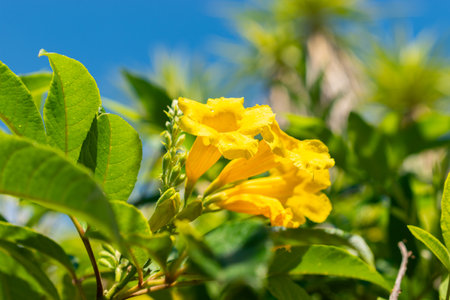 Saint Gallen, Switzerland, July 14, 2024 Tecoma Stans or yellow trumpetbush plant at the botanical gardenの写真素材