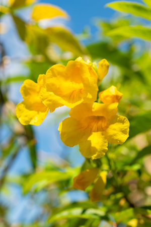 Saint Gallen, Switzerland, July 14, 2024 Tecoma Stans or yellow trumpetbush plant at the botanical...