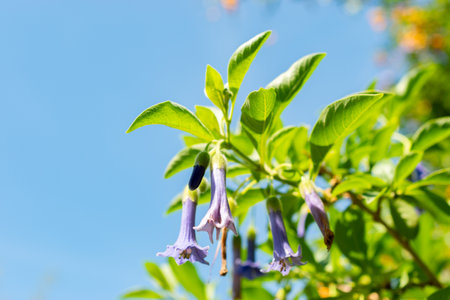 Saint Gallen, Switzerland, July 14, 2024 Lochroma Australe or blue angels trumpet plant at the botanical gardenの写真素材