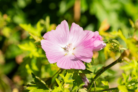 Saint Gallen, Switzerland, July 14, 2024 Malva Alcea or greater musk mallow plant at the botanical gardenの写真素材