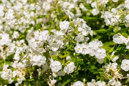 Saint Gallen, Switzerland, July 14, 2024 Phlox Paniculata Rembrandt plant at the botanical gardenの写真素材