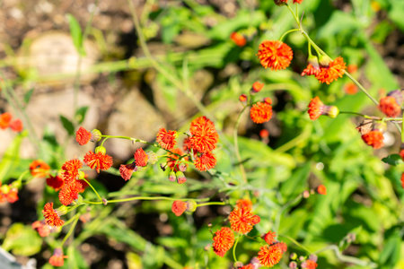 Saint Gallen, Switzerland, July 14, 2024 Emilia Coccinea plant at the botanical gardenの写真素材