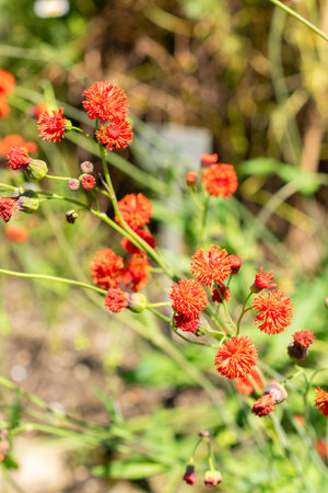 Saint Gallen, Switzerland, July 14, 2024 Emilia Coccinea plant at the botanical garden