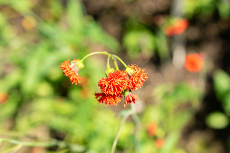 Saint Gallen, Switzerland, July 14, 2024 Emilia Coccinea plant at the botanical garden