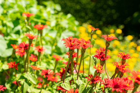 Saint Gallen, Switzerland, July 14, 2024 Zinnia Peruviana plant at the botanical gardenの写真素材