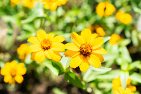 Saint Gallen, Switzerland, July 14, 2024 Zinnia Angustifolia or narrowleaf zinnia plant at the botanical gardenの写真素材