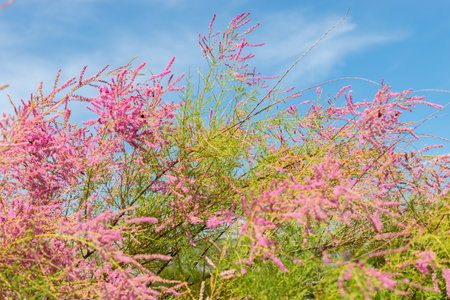 Saint Gallen, Switzerland, July 14, 2024 Tamarix Pentandra or five stamen tamarisk plant at the botanical gardenの写真素材