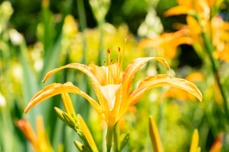 Saint Gallen, Switzerland, July 14, 2024 Hemerocallis Fulva or orange day lily plant at the botanical gardenの写真素材