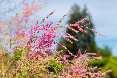 Saint Gallen, Switzerland, July 14, 2024 Tamarix Pentandra or five stamen tamarisk plant at the botanical gardenの写真素材