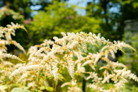 Saint Gallen, Switzerland, July 14, 2024 Astilbe Thunbergia plant at the botanical gardenの写真素材
