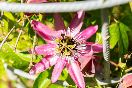 Saint Gallen, Switzerland, July 14, 2024 Passiflora X Violacea or violet passion flower at the botanical gardenの写真素材