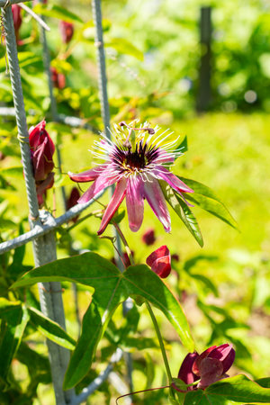 Saint Gallen, Switzerland, July 14, 2024 Passiflora X Violacea or violet passion flower at the botanical gardenの写真素材