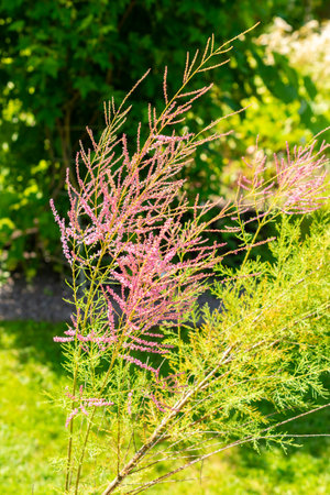 Saint Gallen, Switzerland, July 14, 2024 Tamarix Pentandra or five stamen tamarisk plant at the botanical gardenの写真素材