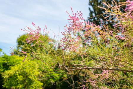 Saint Gallen, Switzerland, July 14, 2024 Tamarix Pentandra or five stamen tamarisk plant at the botanical gardenの写真素材