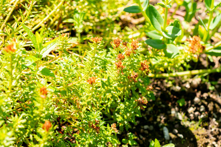 Saint Gallen, Switzerland, July 14, 2024 Rhodiola Crassipes plant at the botanical garden