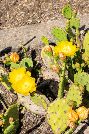 Saint Gallen, Switzerland, July 14, 2024 Opuntia Humifusa or devils tongue plant at the botanical gardenの写真素材