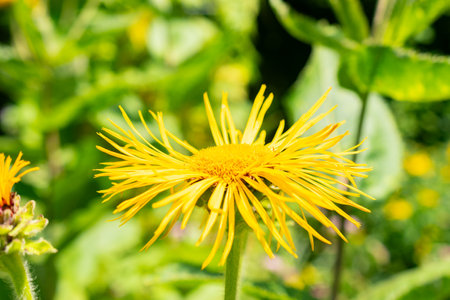Saint Gallen, Switzerland, July 14, 2024 Inula Magnifica or giant fleabane plant at the botanical gardenの写真素材