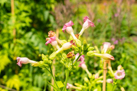 Saint Gallen, Switzerland, July 14, 2024 Nicotiana Tabacum plant at the botanical gardenの写真素材