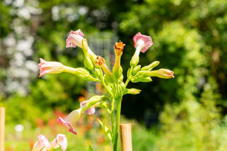 Saint Gallen, Switzerland, July 14, 2024 Nicotiana Tabacum plant at the botanical gardenの写真素材