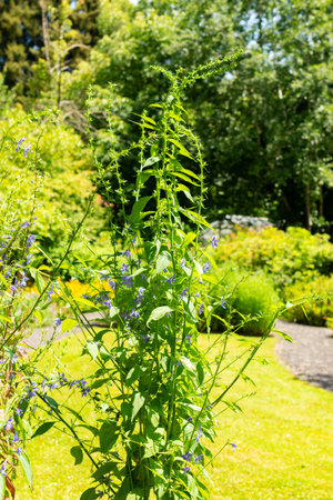 Saint Gallen, Switzerland, July 14, 2024 Campanula Americana or american bellflower plant at the...