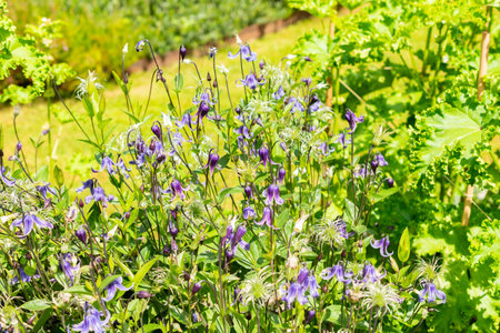 Saint Gallen, Switzerland, July 14, 2024 Clematis Integrifolia plant at the botanical gardenの写真素材