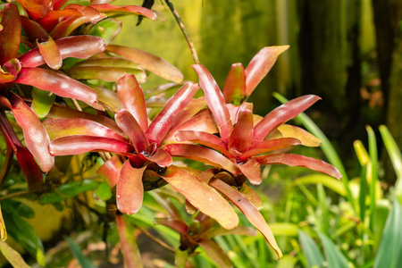 Saint Gallen, Switzerland, July 14, 2024 Aechmea Caudata plant at the botanical gardenの写真素材