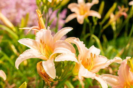 Saint Gallen, Switzerland, July 14, 2024 Hemerocallis Luxury Lace plant at the botanical gardenの写真素材