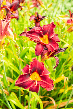 Saint Gallen, Switzerland, July 14, 2024 Hemerocallis Ed Murray plant at the botanical gardenの写真素材