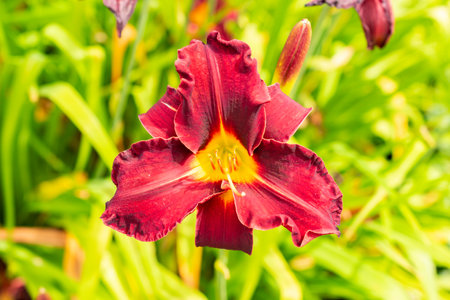 Saint Gallen, Switzerland, July 14, 2024 Hemerocallis Ed Murray plant at the botanical gardenの写真素材