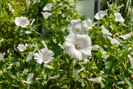 Zurich, Switzerland, July 21, 2024 Lavatera Trimestris plant at the botanical gardenの写真素材