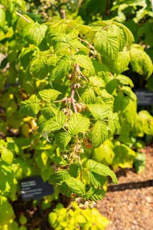 Zurich, Switzerland, July 21, 2024 Rubus Idaeus autumn bliss or red raspberry plant at the botanical...