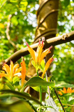 Zurich, Switzerland, July 21, 2024 Aeschynanthus or lipstick plant at the botanical gardenの写真素材