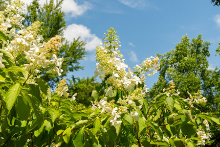 Zurich, Switzerland, July 21, 2024 Hydrangea Paniculata or panicled hydrangea plant at the botanical...