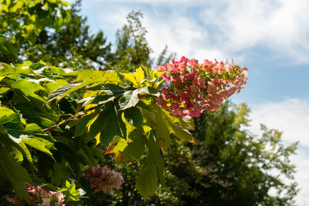 Zurich, Switzerland, July 21, 2024 Hydrangea Aspera plant at the botanical garden