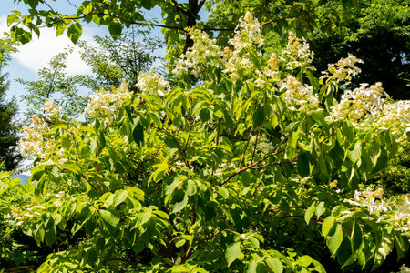 Zurich, Switzerland, July 21, 2024 Hydrangea Paniculata or panicled hydrangea plant at the botanical...