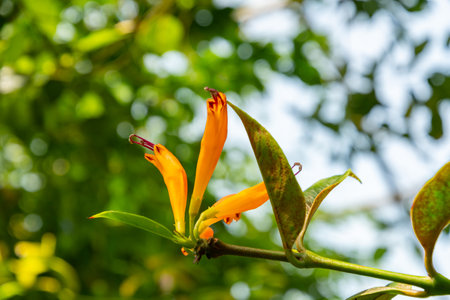 Zurich, Switzerland, July 21, 2024 Aeschynanthus or lipstick plant at the botanical garden