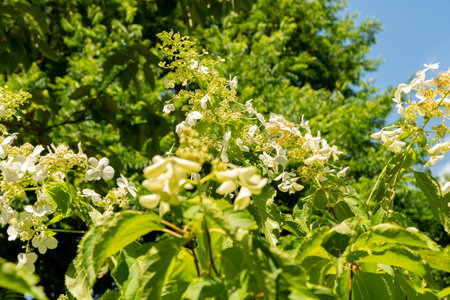Zurich, Switzerland, July 21, 2024 Hydrangea Paniculata or panicled hydrangea plant at the botanical...