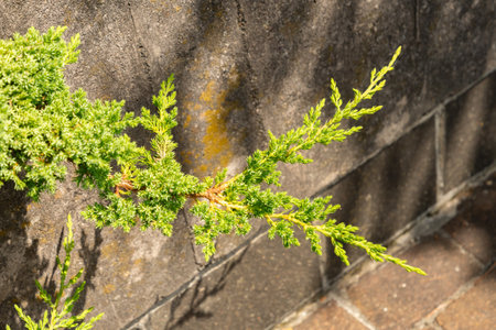Zurich, Switzerland, July 21, 2024 Juniperus Procumbens or evergreen conifer plant at the botanical...
