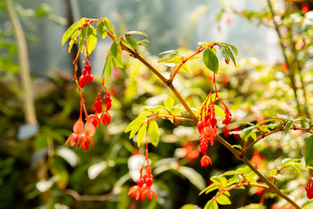 Zurich, Switzerland, July 21, 2024 Begonia Fuchsioides or fuchsia begonia plant at the botanical gardenの写真素材