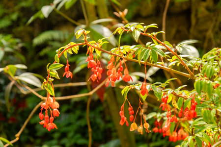Zurich, Switzerland, July 21, 2024 Begonia Fuchsioides or fuchsia begonia plant at the botanical gardenの写真素材