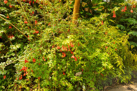 Zurich, Switzerland, July 21, 2024 Begonia Fuchsioides or fuchsia begonia plant at the botanical...