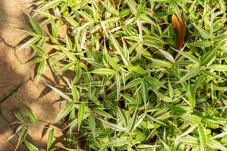 Zurich, Switzerland, July 21, 2024 Oplismenus Hirtellus or basket grass at the botanical garden