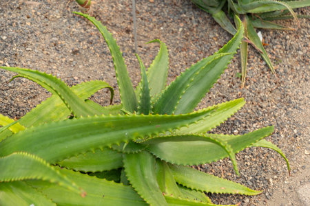 Zurich, Switzerland, July 21, 2024 Aloe Secundiflora plant at the botanical gardenの写真素材