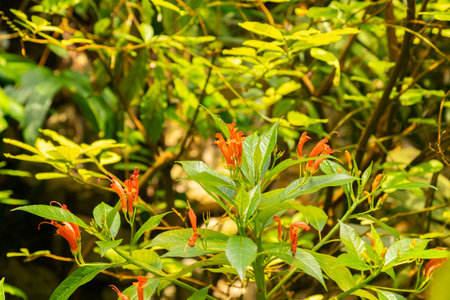 Zurich, Switzerland, July 21, 2024 Gesneria Ventricosa plant at the botanical gardenの写真素材